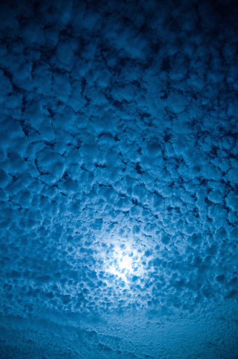 Moonlit Forest